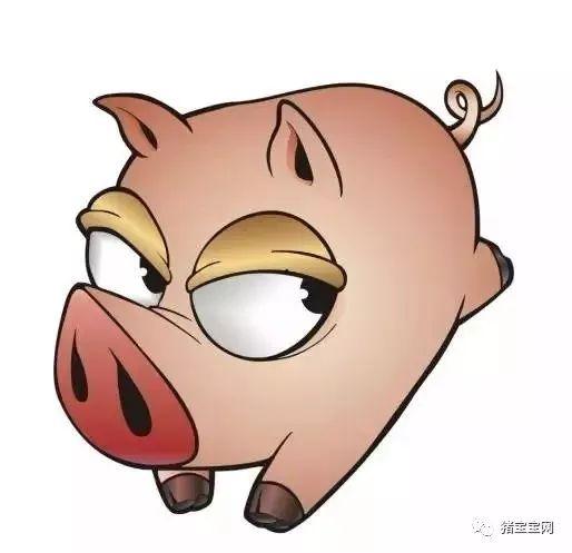 娱乐吃瓜酱肥肥猪的日常,笑料百出，欢乐无限