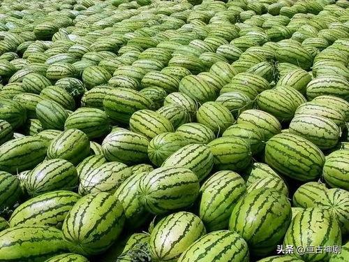 吃瓜网每日大赛最新入口,揭秘最新入口，精彩赛事不容错过！