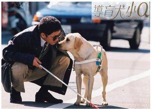 吃瓜娱乐赵小瞒导盲犬,吃瓜娱乐中的温暖瞬间