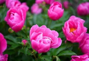 娱乐吃瓜酱洋桔梗