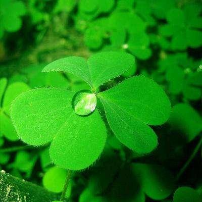 吃瓜四叶草娱乐