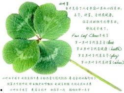 吃瓜四叶草娱乐